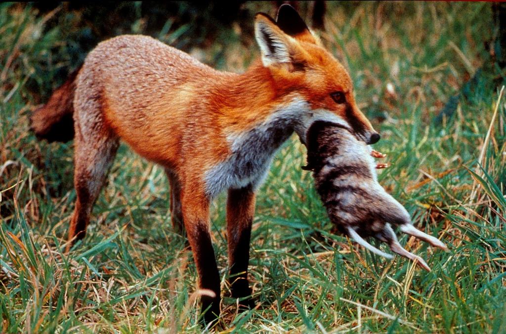 Foxscan foxes prey on our native animals